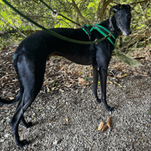 Dog Harness CosyDogs
