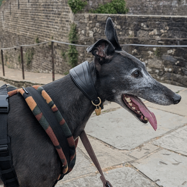 Dog Harness CosyDogs soft, safe and perfect for greyhounds