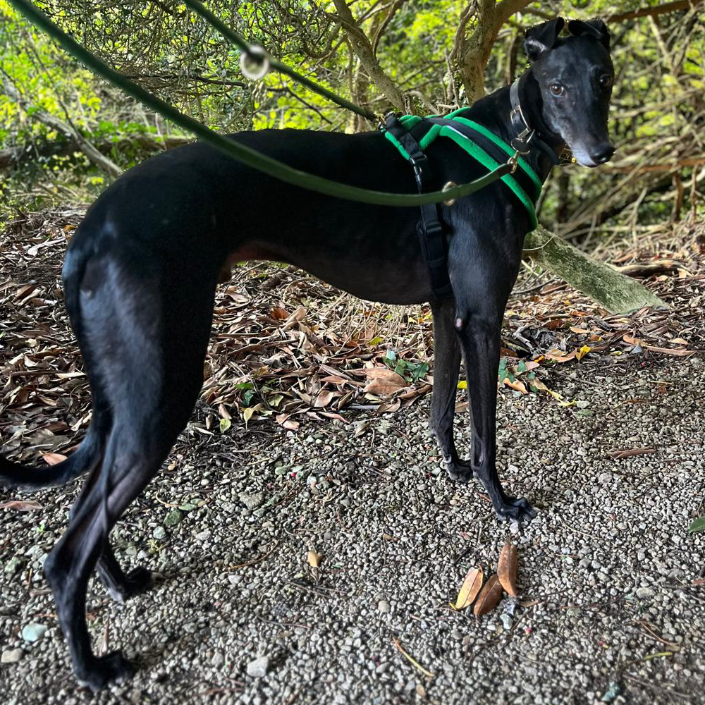 Dog Harness CosyDogs soft, safe and perfect for greyhounds
