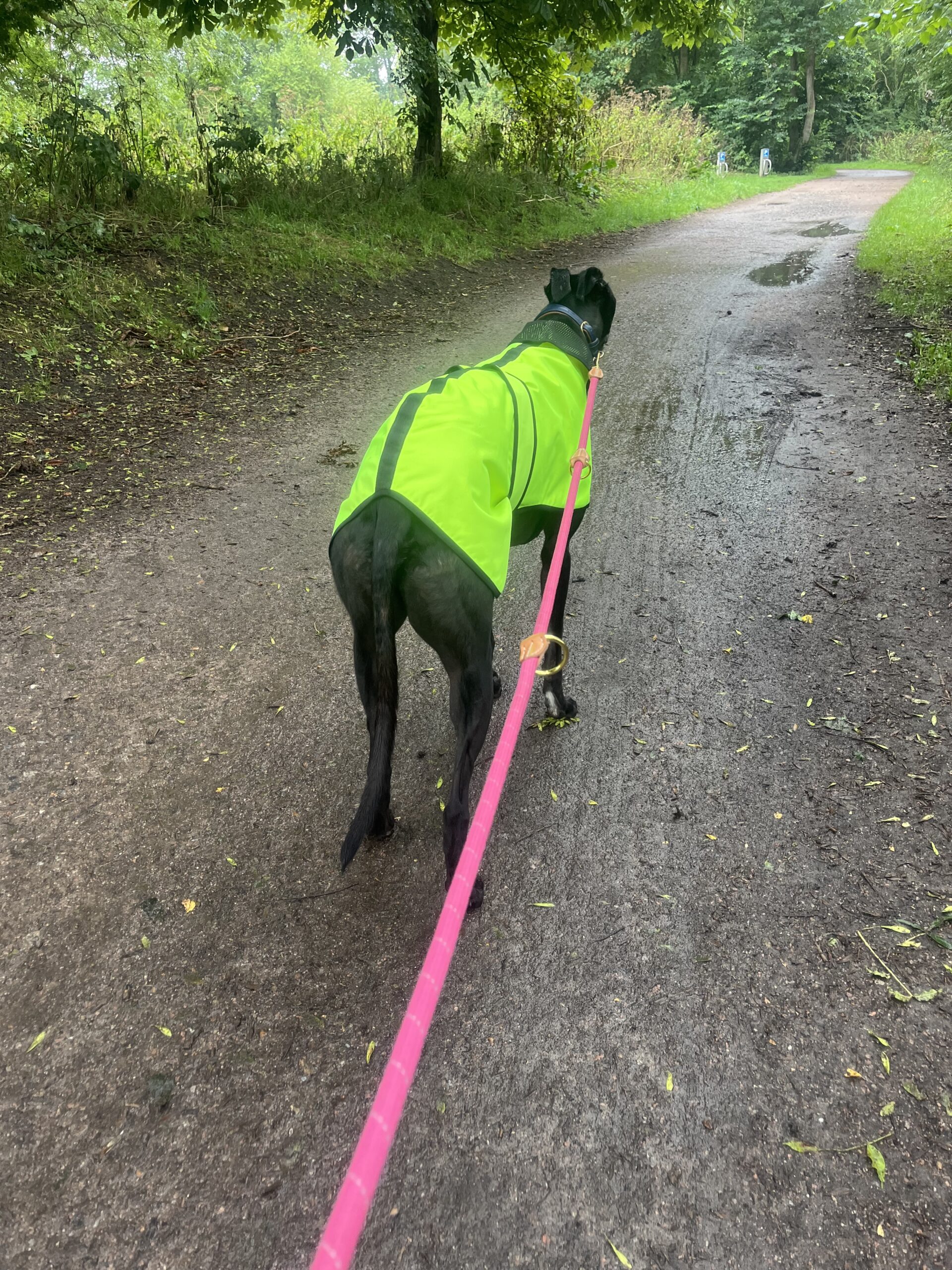 Waterproof Sighthound Raincoats - Image 5