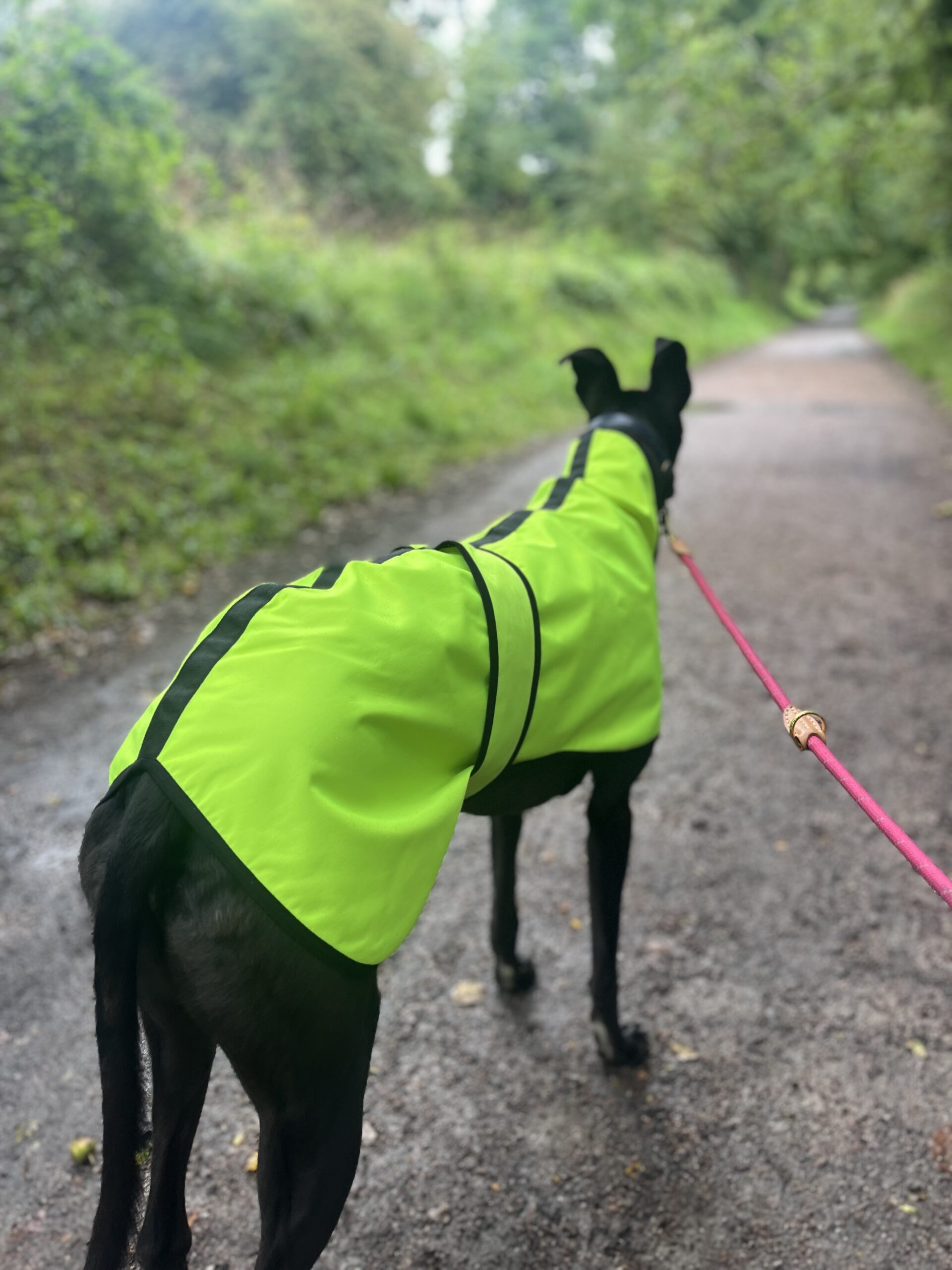 Waterproof Sighthound Raincoats