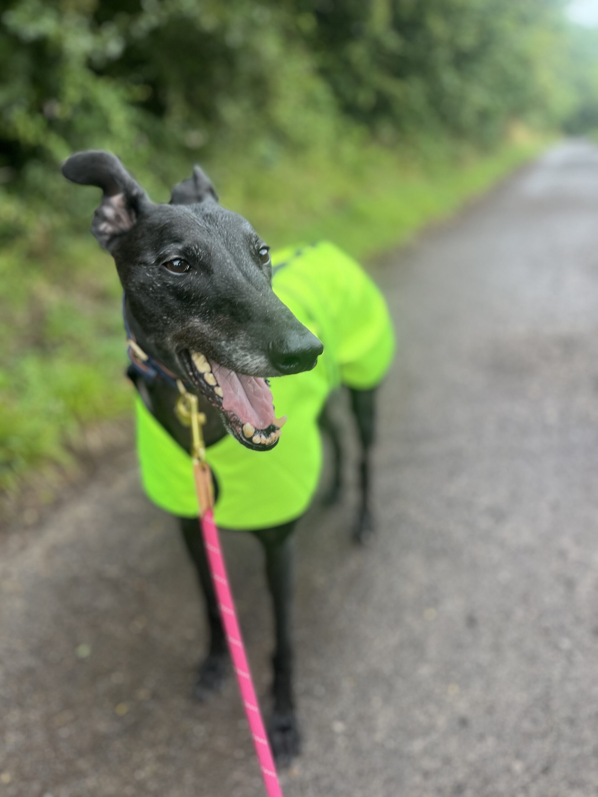 Waterproof Sighthound Raincoats - Image 24