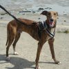 cosydogs harnesses