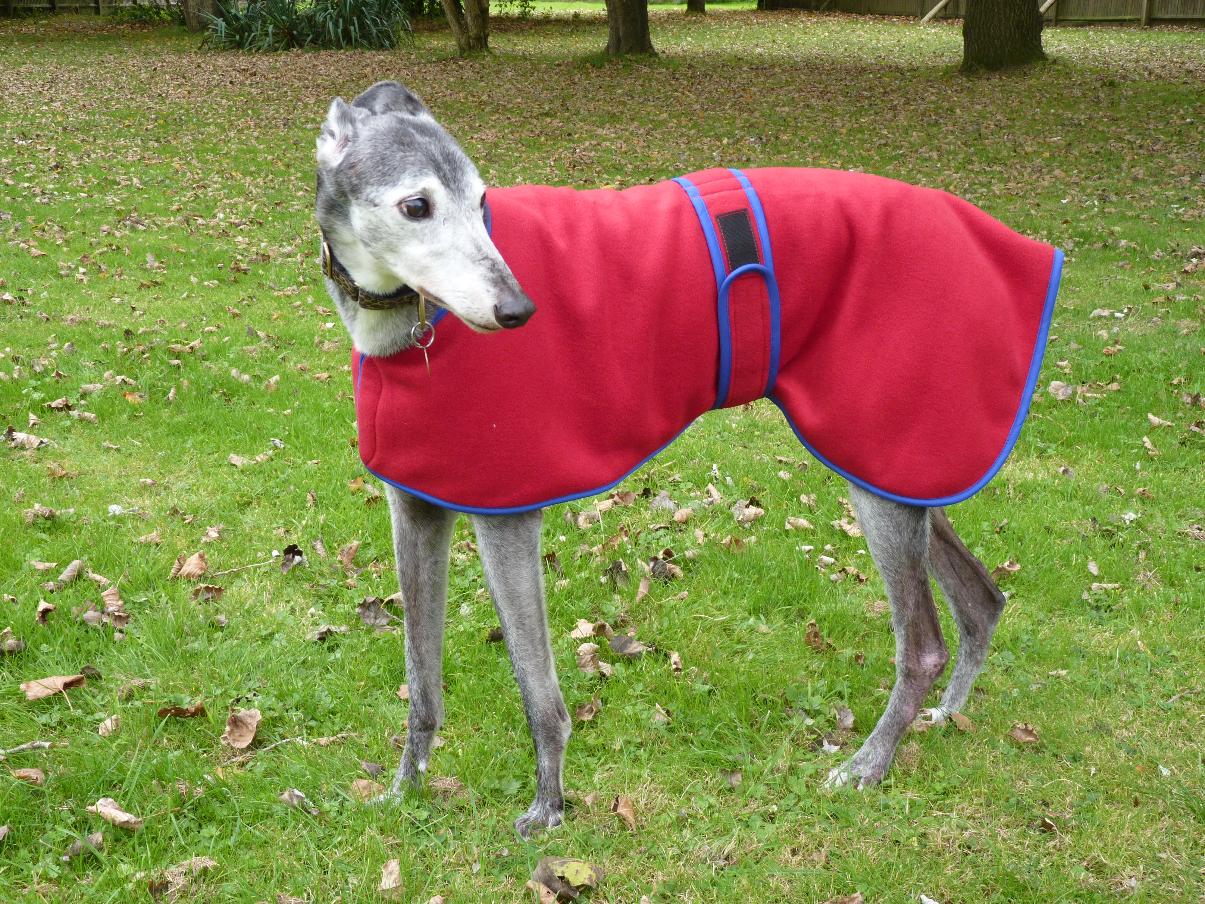Dog snood fleece blue tartan whippet greyhound,lurcher 8 sizes Italian greyhound