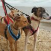 cosydogs harnesses