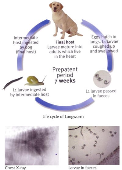 lungwormlifecycle1