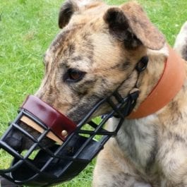 muzzle for separation anxiety