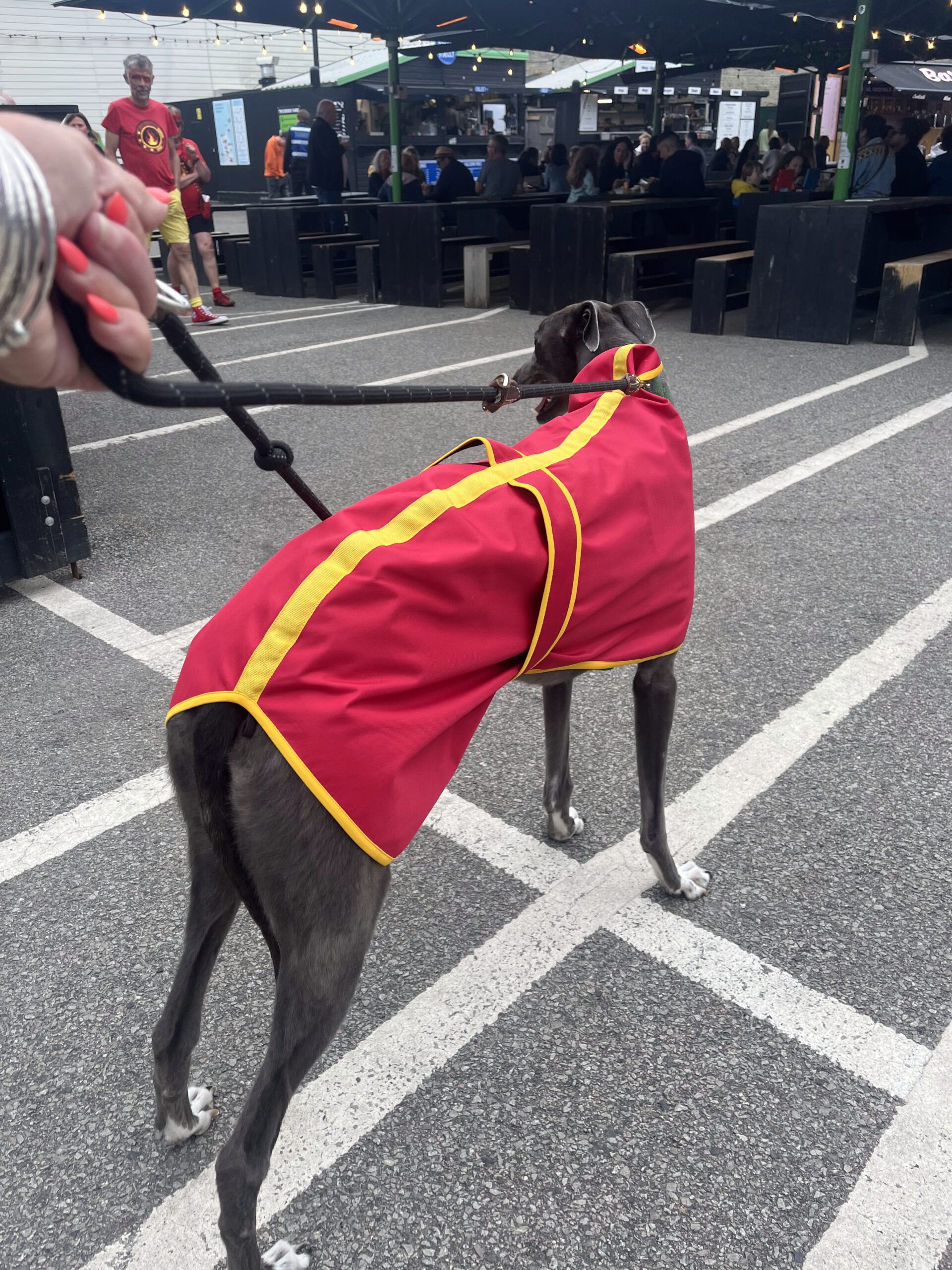 Waterproof Sighthound Raincoats - Image 3