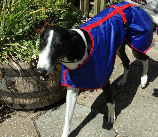 Waterproof rain macs for greyhounds lurchers whippets and other dogs