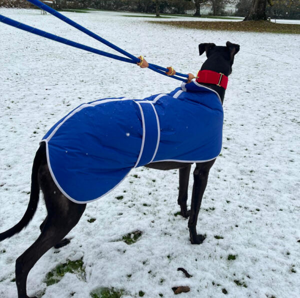 Snow Greyhound Winter Clothes Winter Coats For Greyhounds