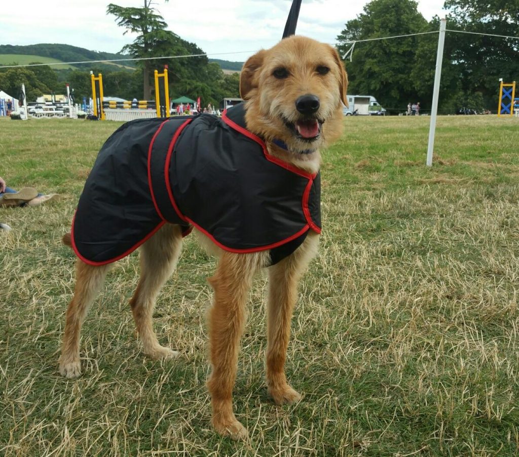 Winter Coats for greyhounds lurchers and whippets