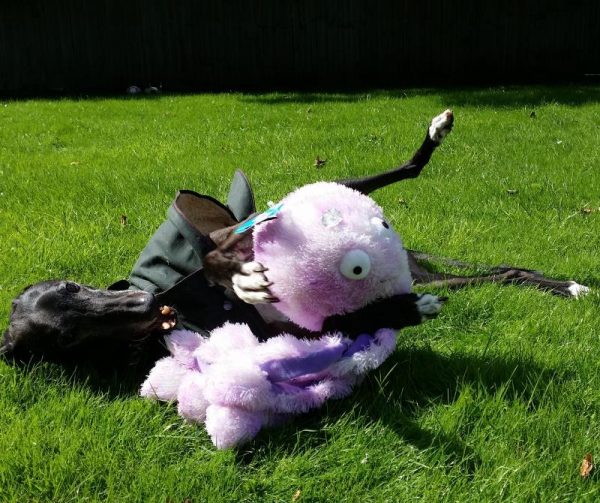 Octopus Family Dog Toys Gor Pets
