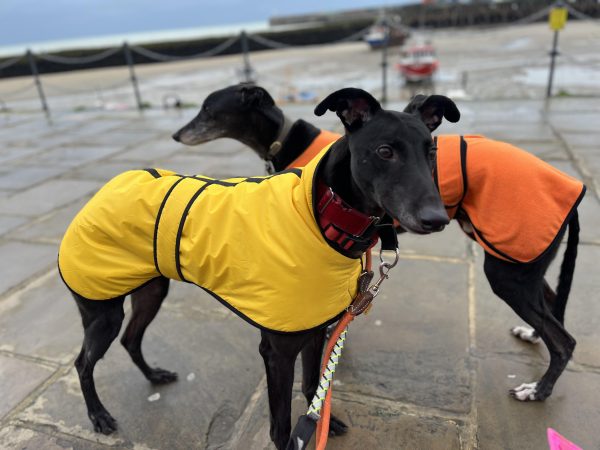 yellow greyhound winter coat
