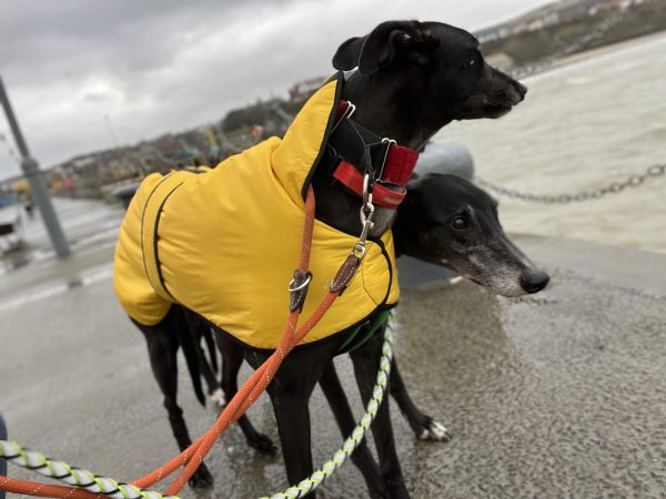 yellow greyhound winter coat