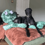 Gor_Pets_.Octopus_Green_Bobble1