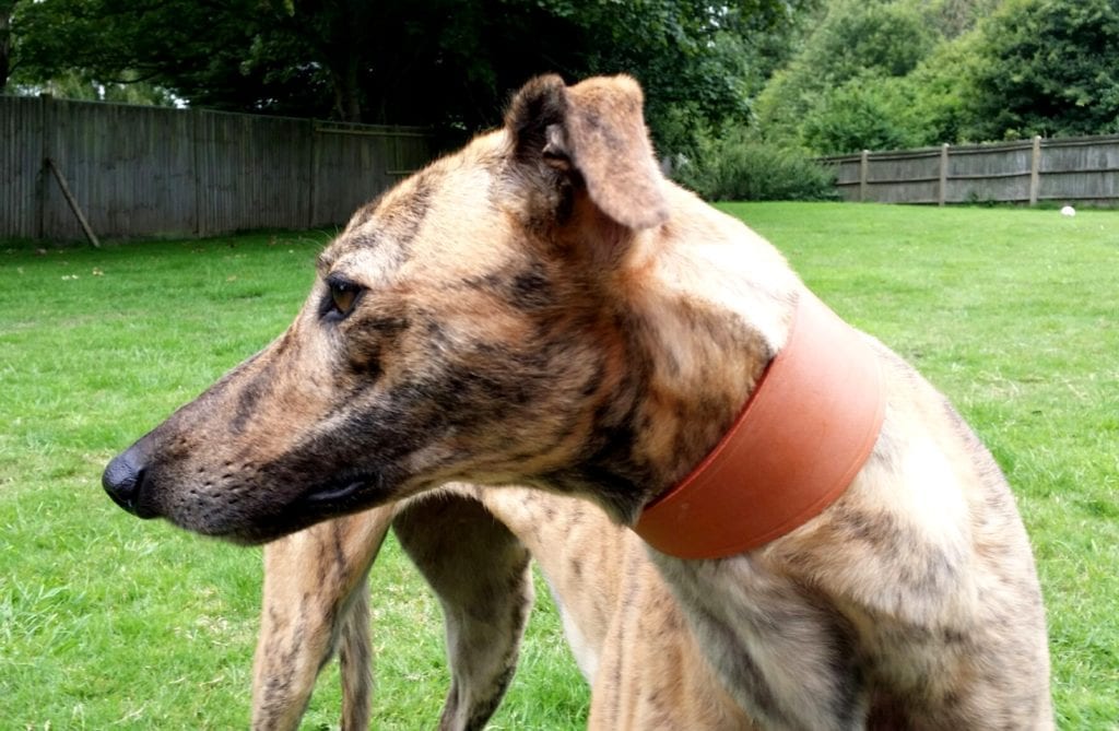 Leather Collars and Leads for Greyhound Lurchers and Whippets