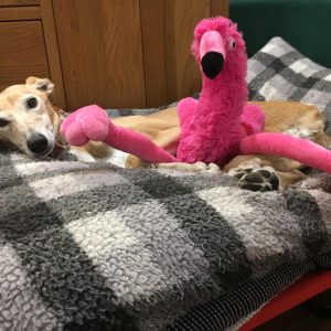 Flamingo Toy Gor Pets soft pink