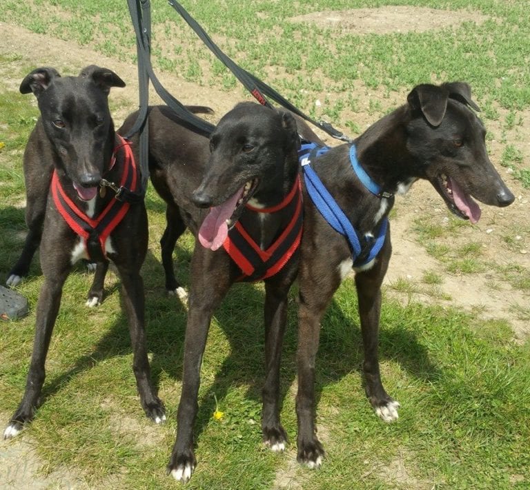 Dog Harness CosyDogs soft, safe and perfect for greyhounds & lurchers