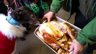 Christmas Lunch For Kennel Dogs