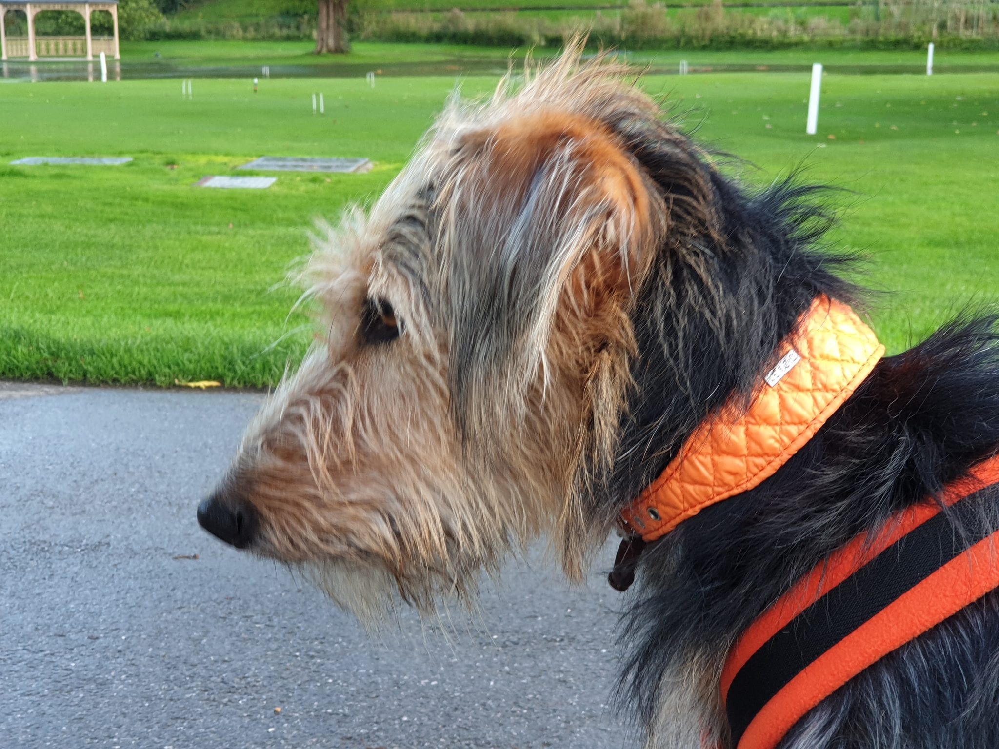 UK Dog Collar Basic Leather Hound Collar Whippet Greyhound and Lurcher Breeds 