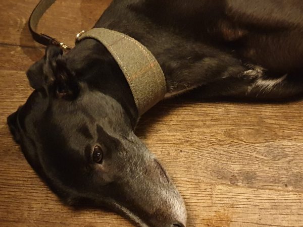 Greyhound & Lurcher Collars