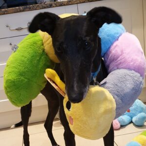 Gor Hugs Caterpillars, Octopus, Koala, Rabbit and Friends