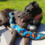 Playtime Snakes by K9 Persuits