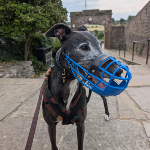 Greyhound, Lurcher And Whippet Muzzle