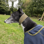 Greyhound & Lurcher Collars Digby & Fox_Tweed2