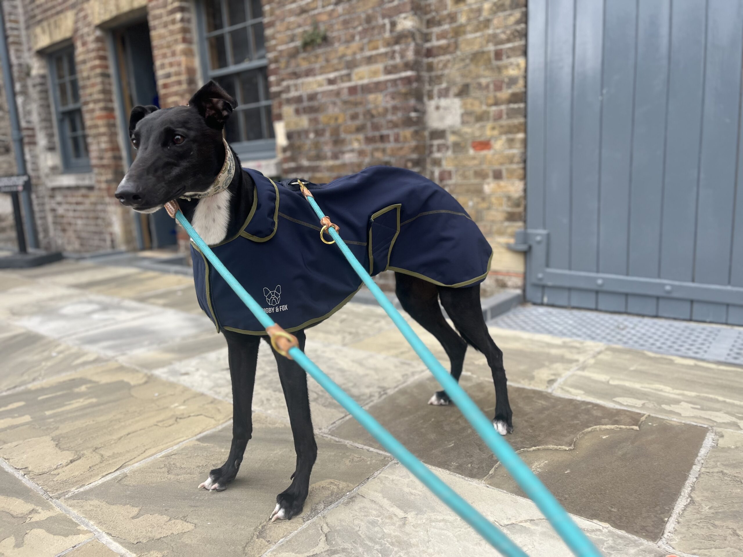 Greyhound Softshell Coat Digby Fox Kent Greyhound Rescue