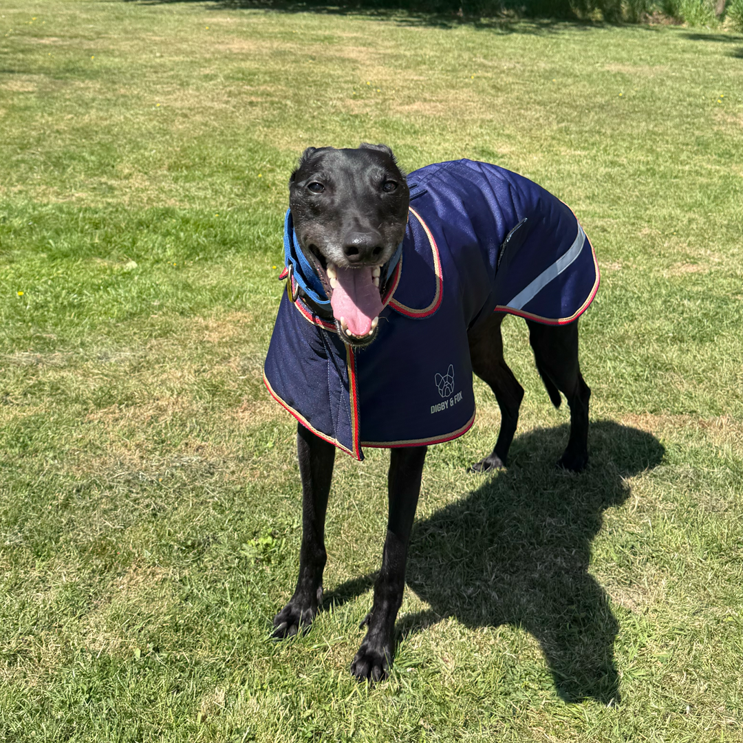 Female Greyhound Greyhound Trust Harvel Greyhound Waterproof Coat