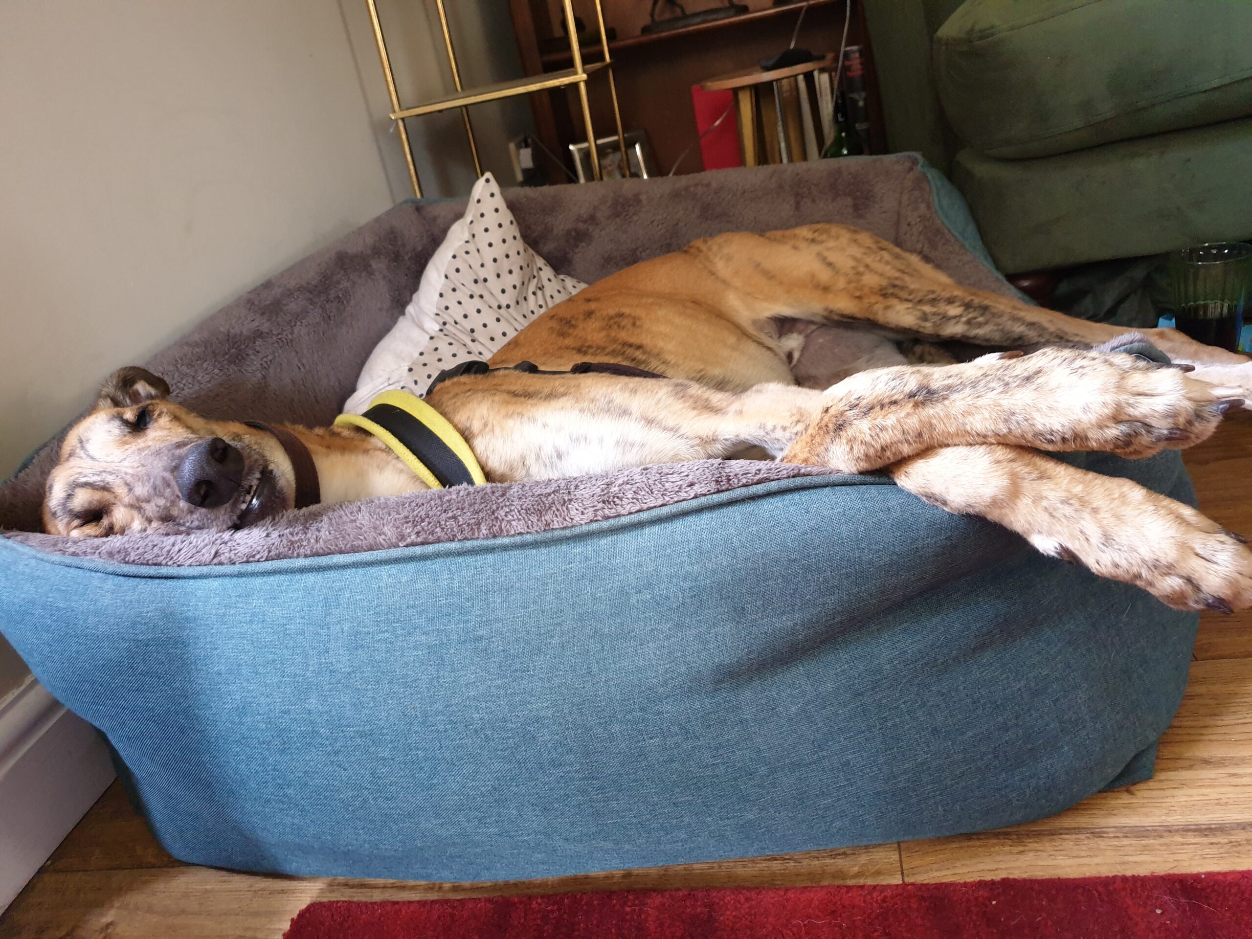 Ultima Winter Bed Kent Greyhound Rescue
