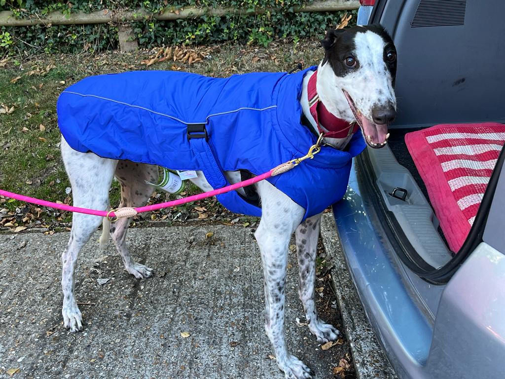 Sports Luxe Blue Coat By Danish Design Kent Greyhound Rescue