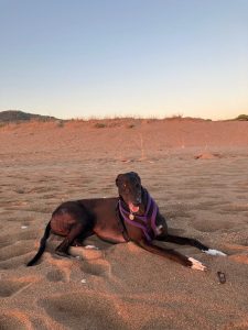 greyhound