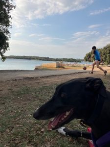 Greyhound