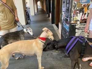 Greyhound