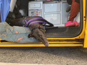 Greyhound George