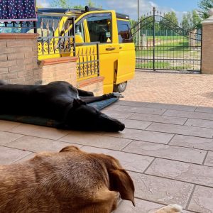 greyhound
