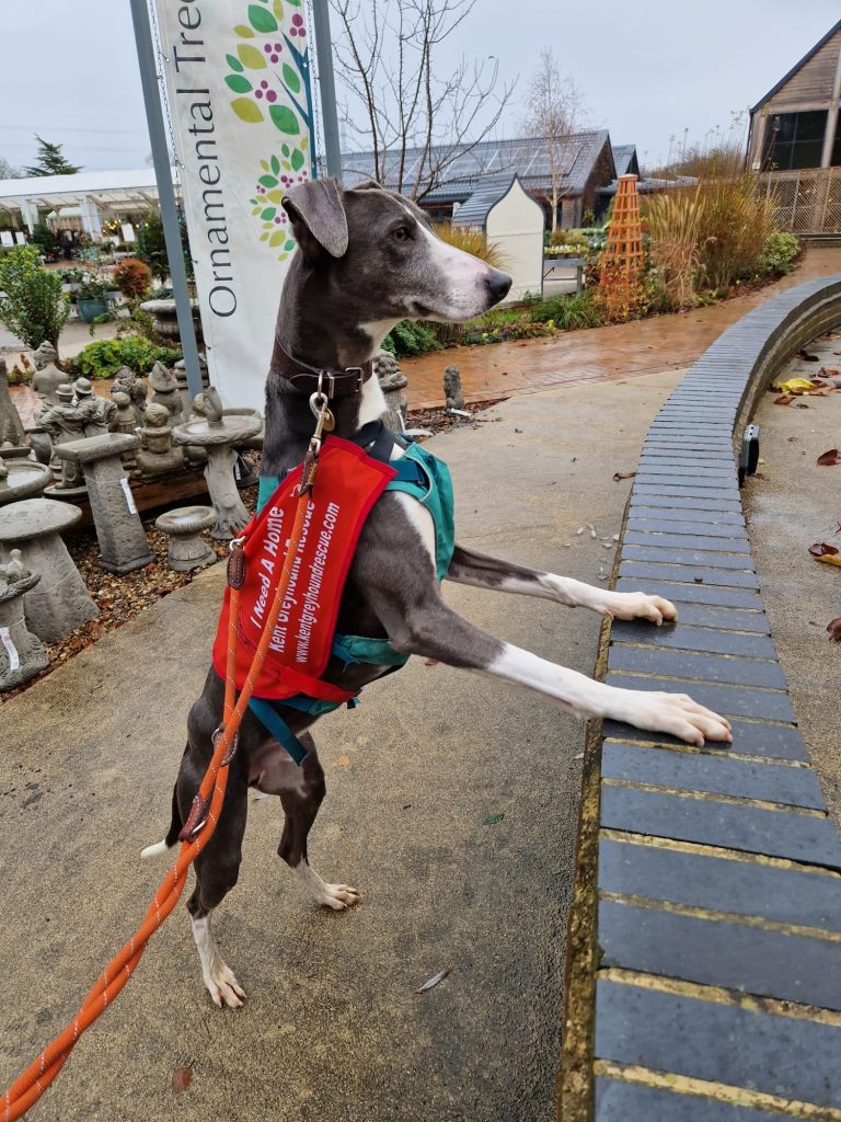 Dog Harness CosyDogs soft, safe and perfect for greyhounds & lurchers