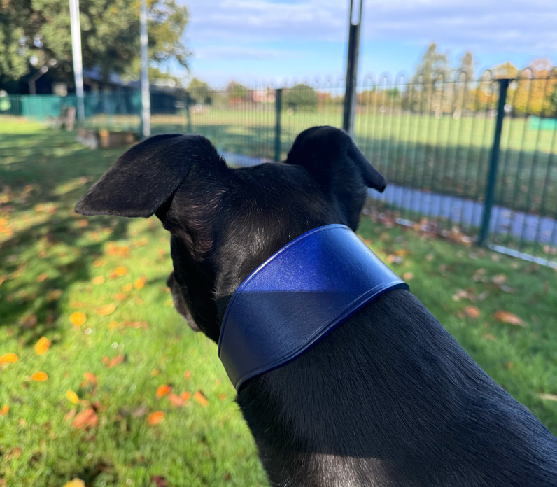 Combination Fishtail Collar and Lead - Image 2