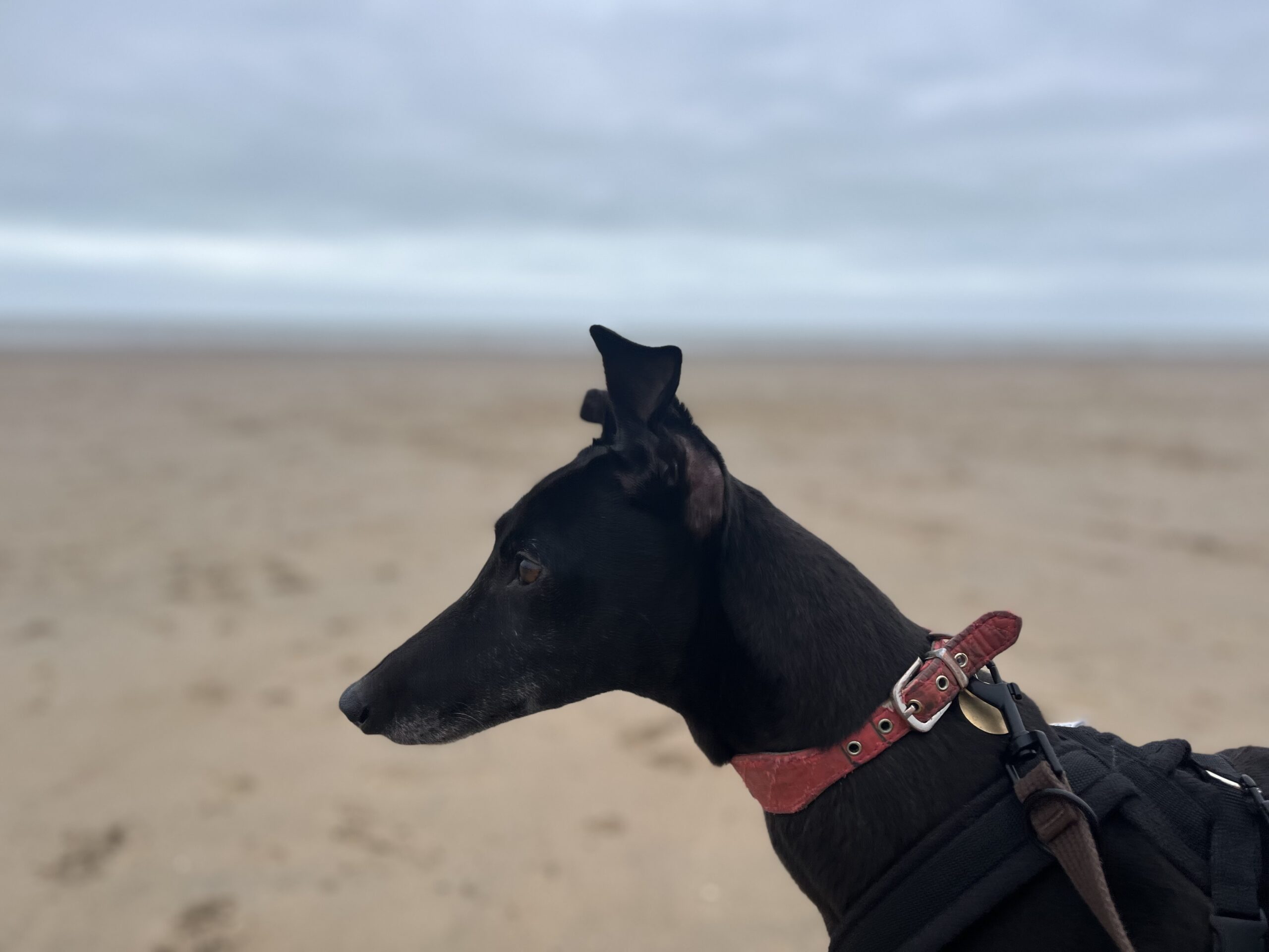 Boo | Kent Greyhound Rescue
