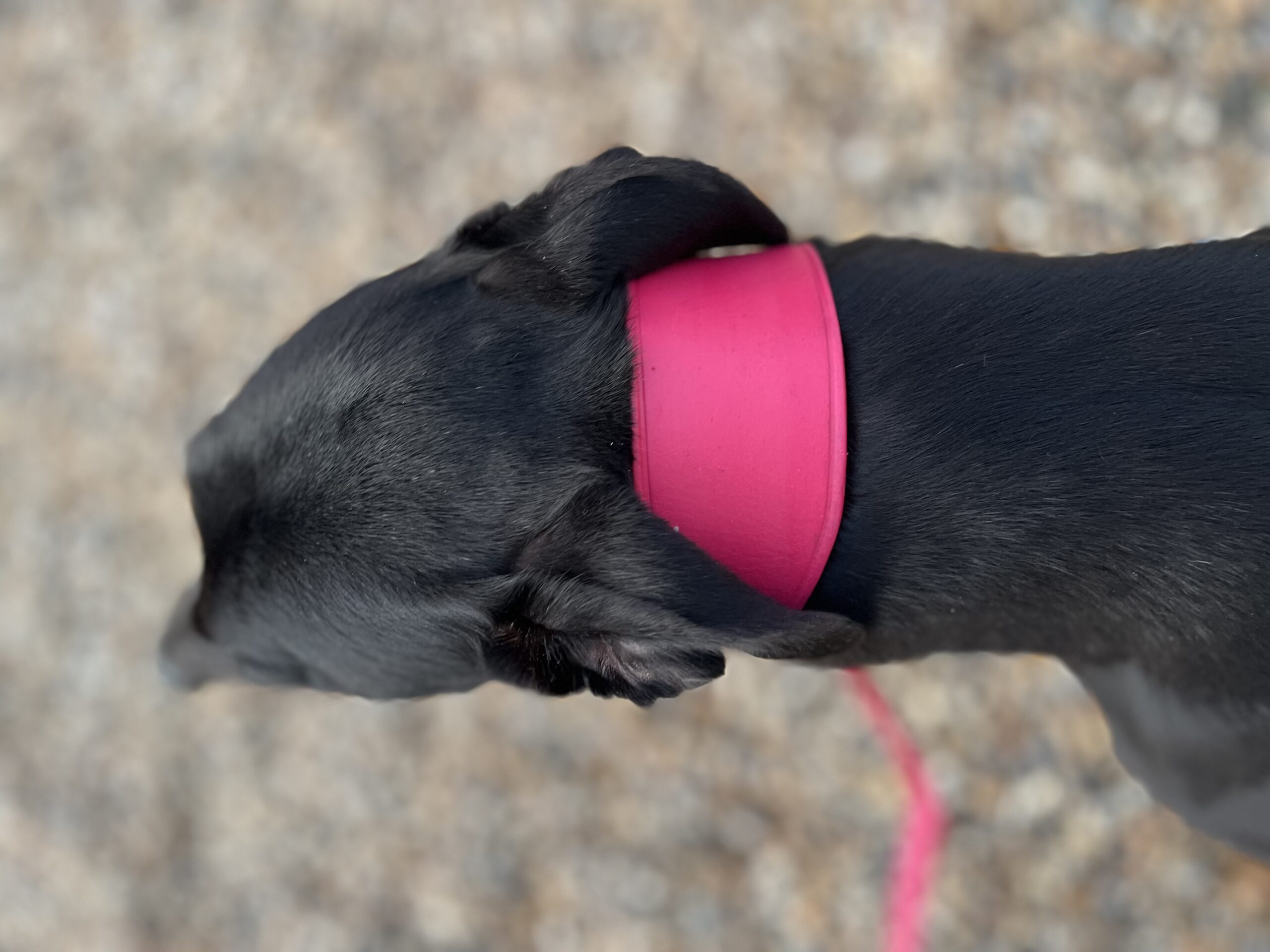 Combination Fishtail Collar and Lead - Image 8