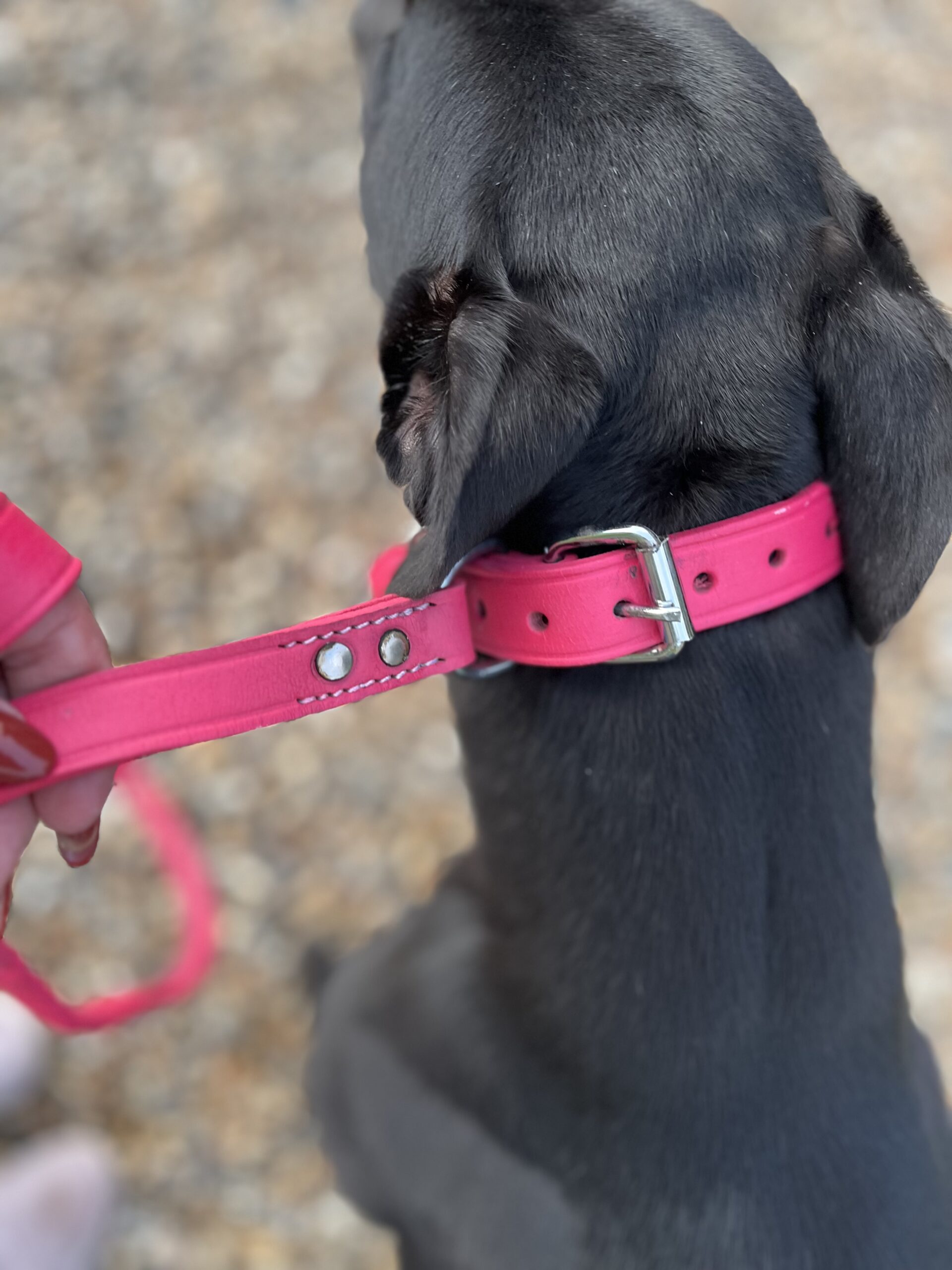 Combination Fishtail Collar and Lead - Image 11