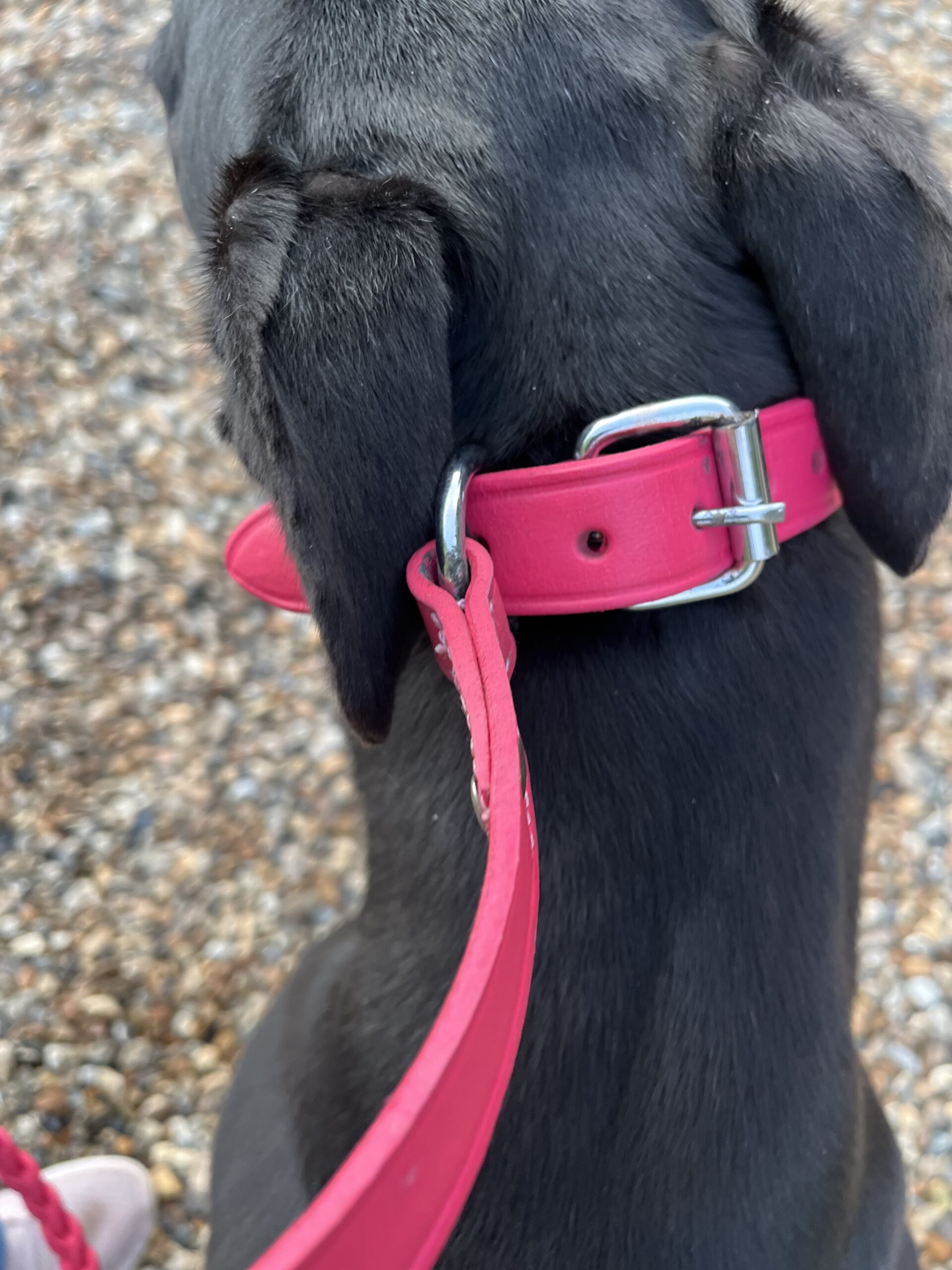 Combination Fishtail Collar and Lead - Image 10