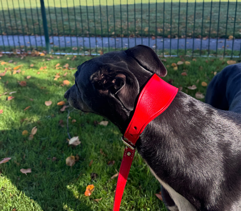 Combination Fishtail Collar and Lead