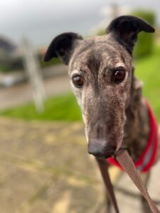 Nellie greyhound