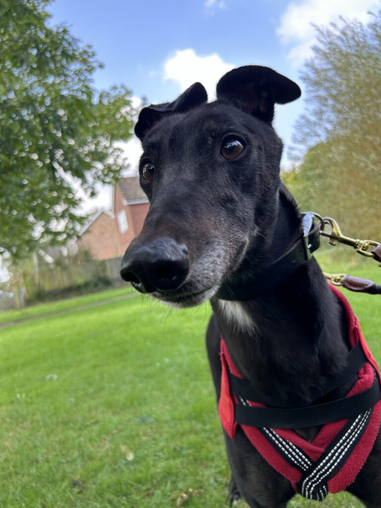 Vinnie Bones greyhound