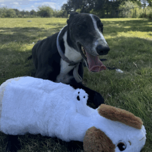 Gor Flips Reversible Plush Soft Dog Toys
