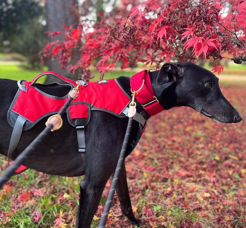 Escape Proof Harness By DryDogs Kent Greyhound Rescue