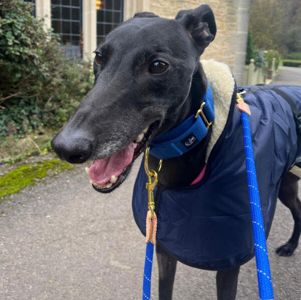 Forever Hounds Trust Sighthound Adoption Forever Hounds Trust